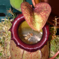 The Fascinating World of Carnivorous Plants: How They Attract Their Prey