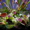 The Secret Life of Carnivorous Plants: A Closer Look at Their Lifespan