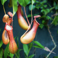 The Fascinating World of Carnivorous Plants: What Sets Them Apart from Regular Plants?