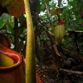 The Fascinating World of Carnivorous Plants: Uncovering the Largest Known Species