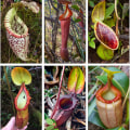 Uncovering the Medicinal Potential of Carnivorous Plants