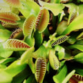 The Fascinating World of Carnivorous Plants: Can They Consume Larger Animals?