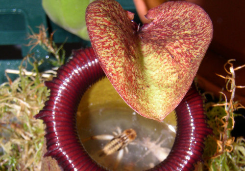 The Fascinating World of Carnivorous Plants: How They Obtain Nutrients