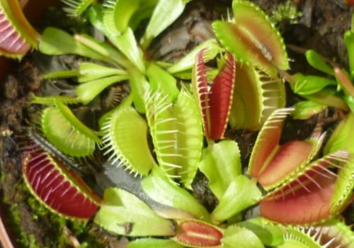 Growing Carnivorous Plants Indoors: Expert Insights