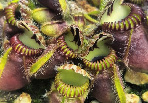 The Fascinating World of Carnivorous Plants: An Expert's Perspective