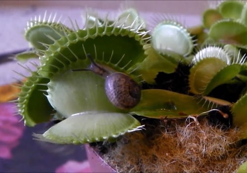 The Fascinating World of Carnivorous Plants: Exploring Their Unique Methods of Trapping Prey
