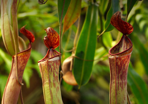 The Fascinating Purpose of Pitcher-Shaped Leaves on Carnivorous Plants