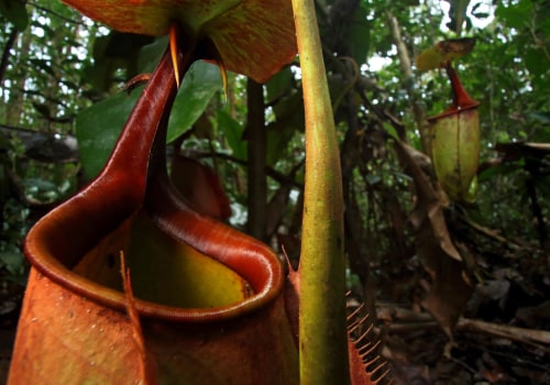 The Fascinating World of Carnivorous Plants: Uncovering the Largest Known Species
