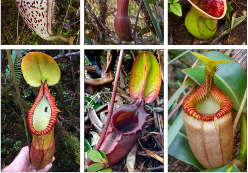 The Fascinating World of Carnivorous Plants: Their Survival and Importance