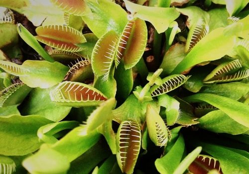 The Fascinating World of Carnivorous Plants: Can They Consume Larger Animals?